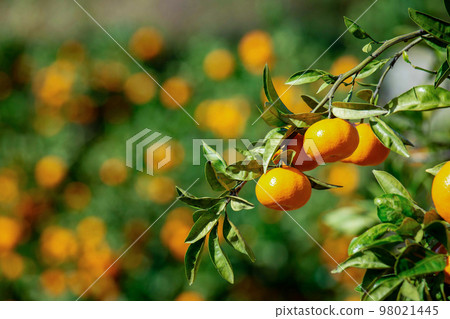 Orange garden 98021445