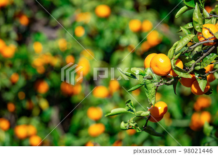 Orange garden 98021446