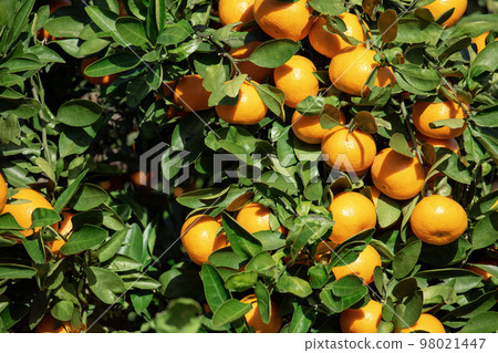橙色的花園 98021447