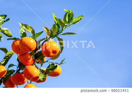 Orange garden 98021451