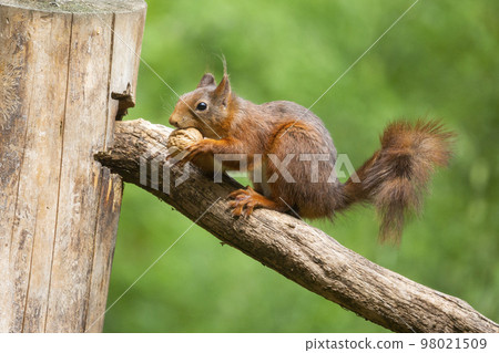 Red squirrel (Sciurus vulgaris) and a walnut Red squirrel (Sciurus vulgaris) and a walnut 98021509
