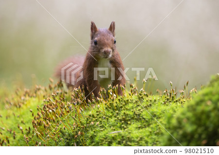 Red squirrel (Sciurus vulgaris) 98021510