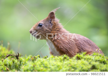 Red squirrel (Sciurus vulgaris) 98021511