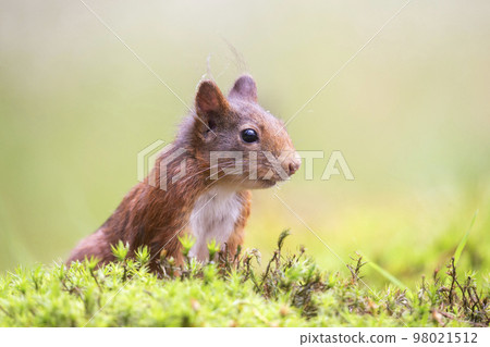 Red squirrel (Sciurus vulgaris) 98021512