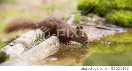 Drinking Red squirrel (Sciurus vulgaris) 98021532