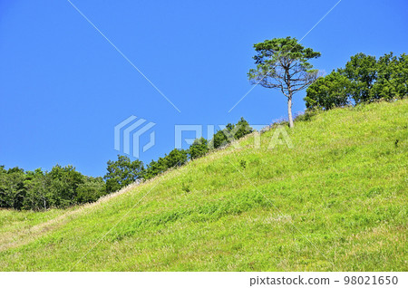 Mt. Koza in the Doshi Massif, the summer meadow, and the standing red pine trees 98021650