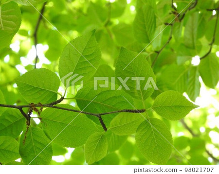 Fresh green leaves that are easy on the eyes 98021707