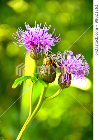 Mt. Koza in the Doshi Massif Tamuraso Mt. Koza in the Doshi Massif Tamuraso 98021863