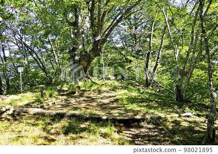 多子地塊的鹿留山山頂 98021895