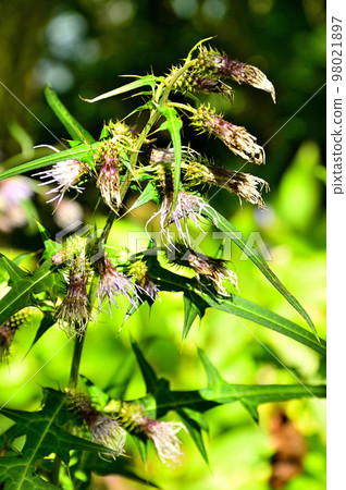Shakushiyama of the Doshi Mountains Tai Thistle Shakushiyama of the Doshi Mountains Tai Thistle 98021897