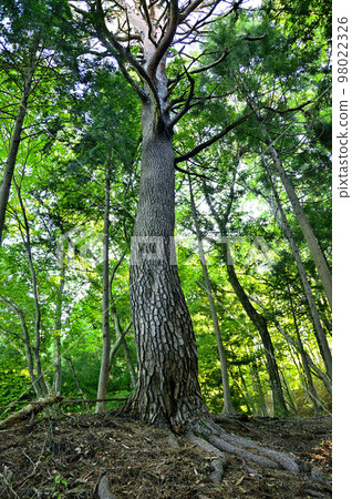 Mt. Akakuragatake in the Doshi Massif Red pine in Mt.Akakuragatake/Oguri Course Mt. Akakuragatake in the Doshi Massif Red pine in Mt.Akakuragatake/Oguri Course 98022326