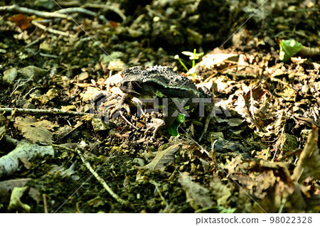Mt. Akakuragatake in the Doshi Mountains Azuma Toad Mt. Akakuragatake in the Doshi Mountains Azuma Toad 98022328
