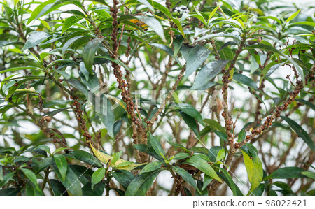Brown scale insects living on a branch of plant. 98022421