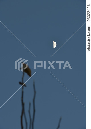 Hakushu-cho, Hokuto City, at dusk, lunar age 6.7 A waxing moon hangs over the treetops 98022438