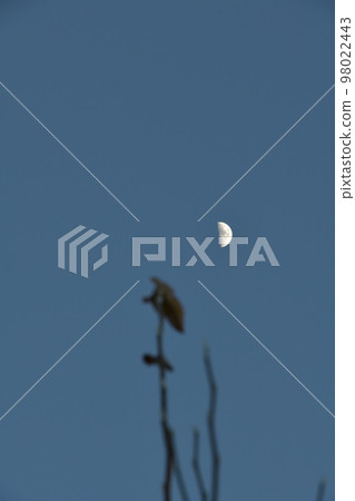 北斗市白州町，黃昏，農曆6.7 一輪盈月掛在樹梢 98022443