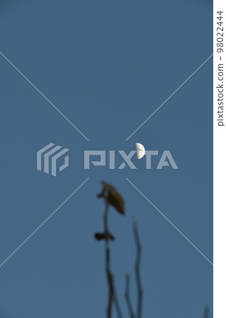 北斗市白州町,黃昏,農曆6.7 一輪盈月掛在樹梢 北斗市白州町,黃昏,農曆6.7 一輪盈月掛在樹梢 98022444