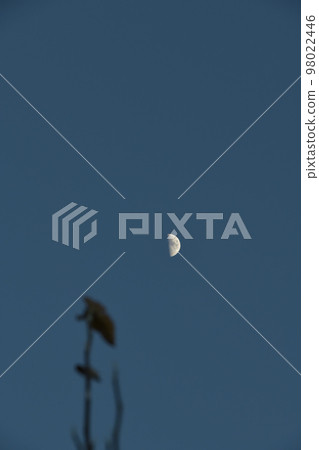 Hakushu-cho, Hokuto City, at dusk, lunar age 6.7 A waxing moon hangs over the treetops 98022446