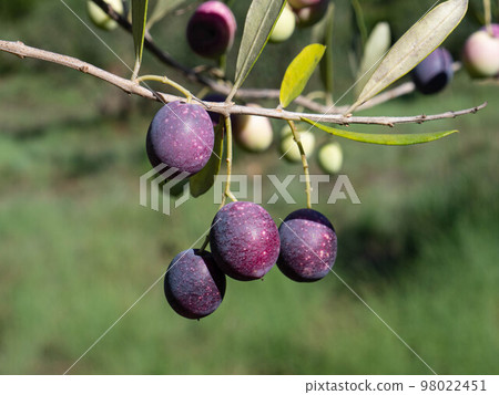 Multicolored olives on a tree branch 98022451