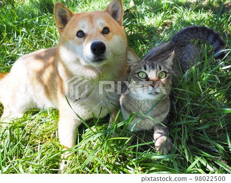 Shiba Inu puppy and his friend striped kitten Shiba Inu puppy and his friend striped kitten 98022500