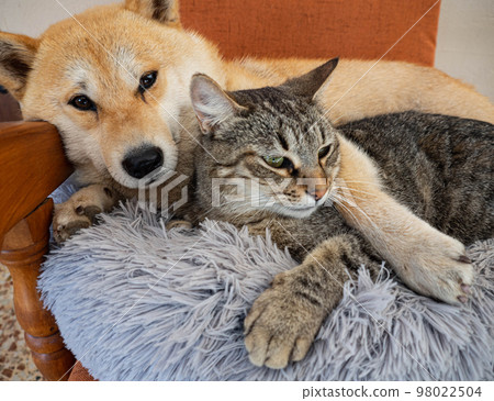 Shiba Inu puppy and his friend striped kitten 98022504