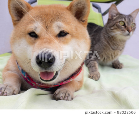 Shiba Inu puppy and his friend striped kitten 98022506