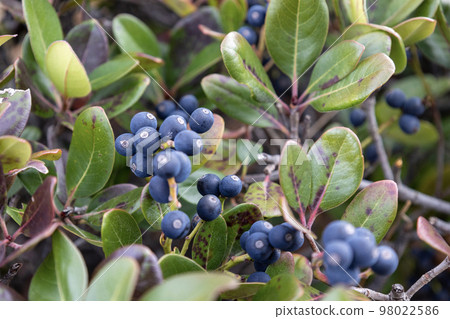 Black and round Marubasharingbai fruit (Maruha wheel plum fruit) Black and round Marubasharingbai fruit (Maruha wheel plum fruit) 98022586