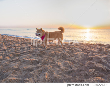 Shiba Inu puppy looks like a little fox 98022618