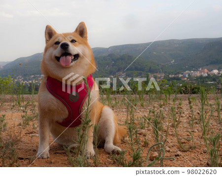 Shiba Inu puppy looks like a little fox 98022620