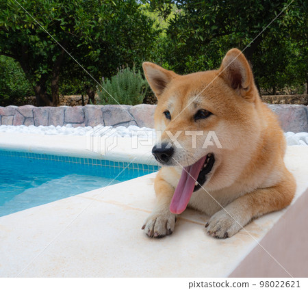 Shiba Inu puppy looks like a little fox 98022621