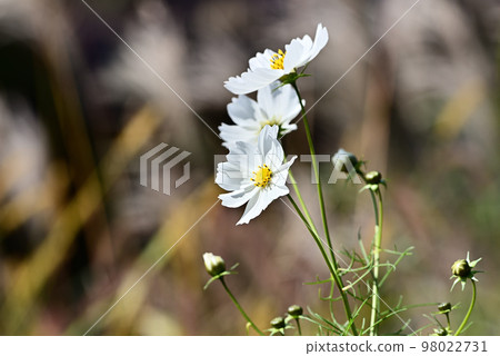 白色秋天的櫻桃 白色秋天的櫻桃 98022731