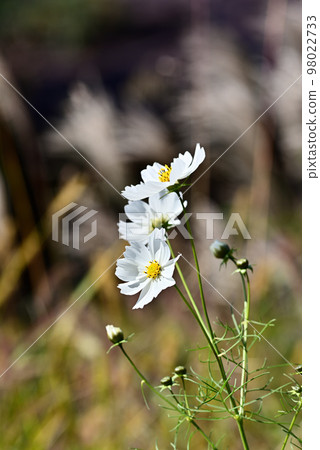 白色秋天的櫻桃 白色秋天的櫻桃 98022733