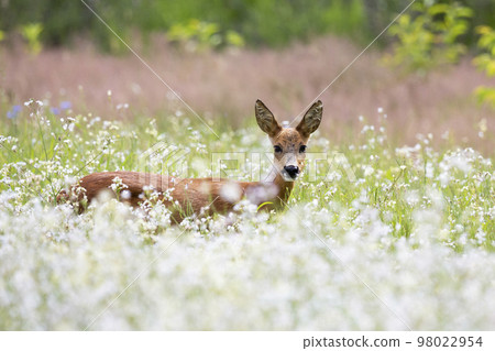 Female roe deer (Capreolus capreolus) in a blooming Buckwheat (Fagopyrum esculentum) field Female roe deer (Capreolus capreolus) in a blooming Buckwheat (Fagopyrum esculentum) field 98022954