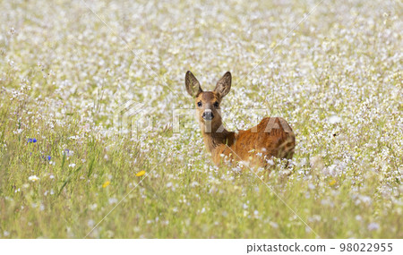 Female roe deer (Capreolus capreolus) in a blooming Buckwheat (Fagopyrum esculentum) field Female roe deer (Capreolus capreolus) in a blooming Buckwheat (Fagopyrum esculentum) field 98022955