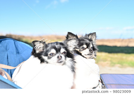 Close-up of two cute Chihuahuas dozing in camping chairs Close-up of two cute Chihuahuas dozing in camping chairs 98023009