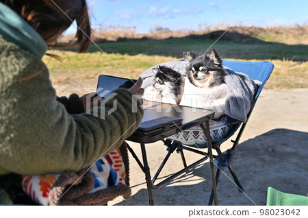 Car camping with her two beloved Chihuahua dogs The owner woman taking pictures of her beloved dog with a smartphone 98023042