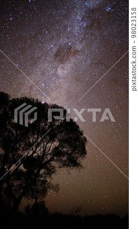 wilderness milky way and tree silhouette 98023158