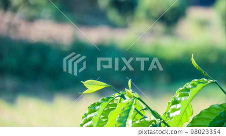 Close up view of green coffee tree top leaves with blur background  98023354