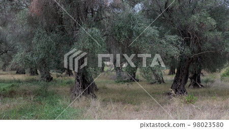 An olive grove, full of old olive trees. Old olive trees are a characteristic element of old olive groves. 98023580