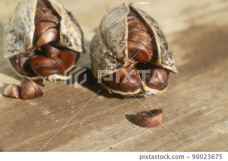 日本鳶尾簇和種子 98023675