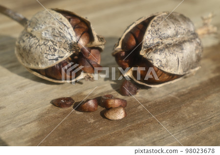 日本鳶尾簇和種子 日本鳶尾簇和種子 98023678