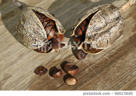 Japanese iris clusters and seeds 98023680