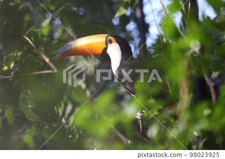 The toco toucan bird on the wood tree The toco toucan bird on the wood tree 98023925