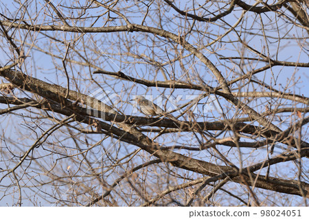 Bulbul 98024051