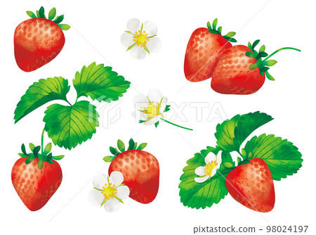 水彩風格插圖草莓花、水果和葉子 98024197