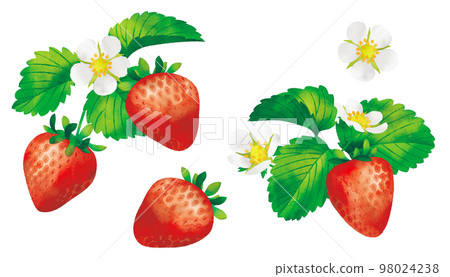 Watercolor style illustration strawberry flower, fruit and leaf 98024238