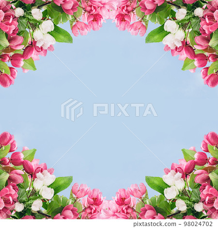 Spring blossom, garden branches of magenta blossoming red cherry full frame on blue. Pink sakura or fruit tree viva flowers, copy space border banner. Spring blossom, garden branches of magenta blossoming red cherry full frame on blue. Pink sakura or fruit tree viva flowers, copy space border banner. 98024702