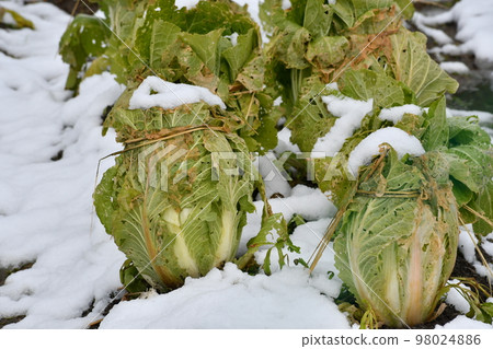 生長在雪中的大白菜 生長在雪中的大白菜 98024886