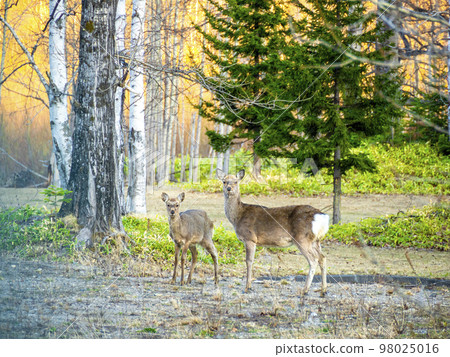 大雪湖遺跡附近的親子鹿（北海道上川町） 98025016