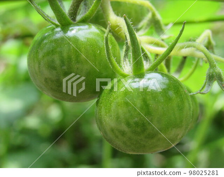 Tomato   98025281