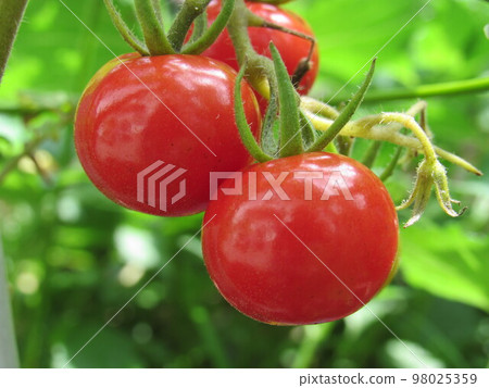 Tomato   98025359
